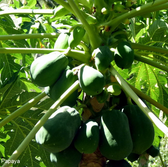 Ullyses zmierza do Australii (zdjęcia)