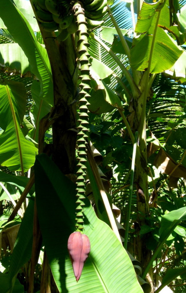 Ullyses zmierza do Australii (zdjęcia)