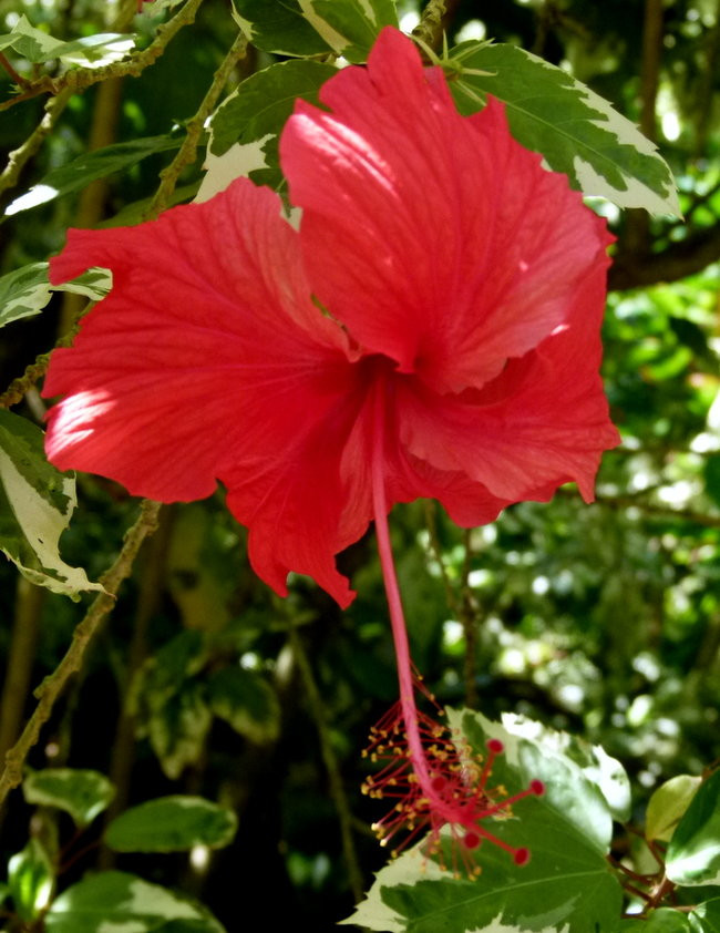 Ullyses zmierza do Australii (zdjęcia)