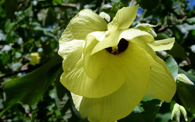 Ullyses zmierza do Australii (zdjęcia)