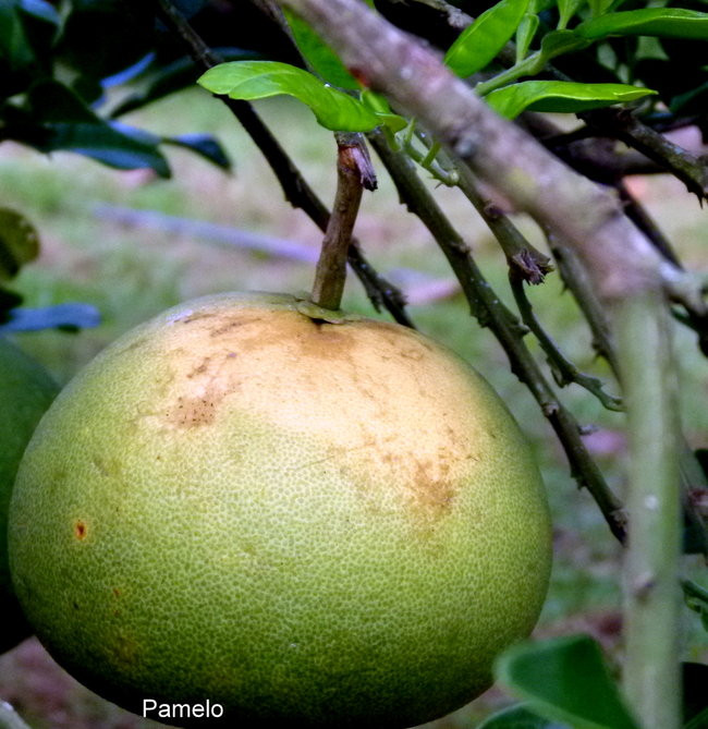 Ullyses zmierza do Australii (zdjęcia)