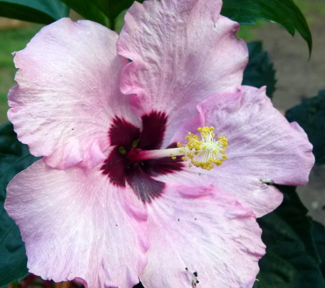 Ullyses zmierza do Australii (zdjęcia)