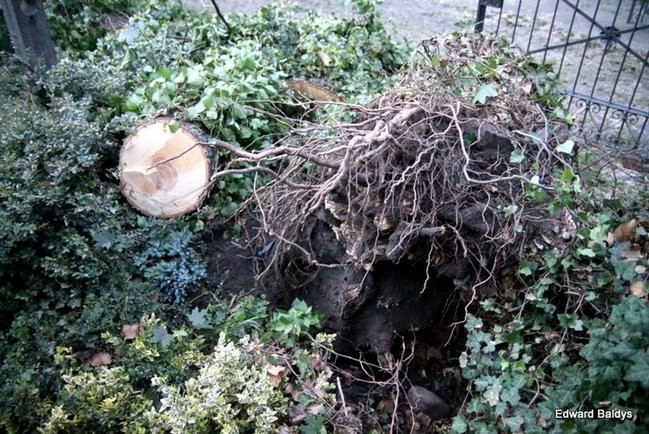 Przy ul. Kasprowicza w Lesznie przewróciło się drzewo (zdjęcia)