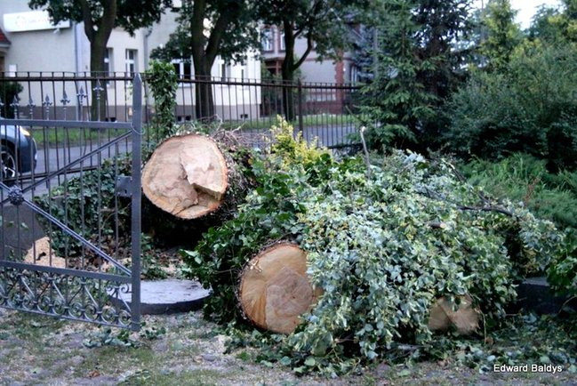Przy ul. Kasprowicza w Lesznie przewróciło się drzewo (zdjęcia)
