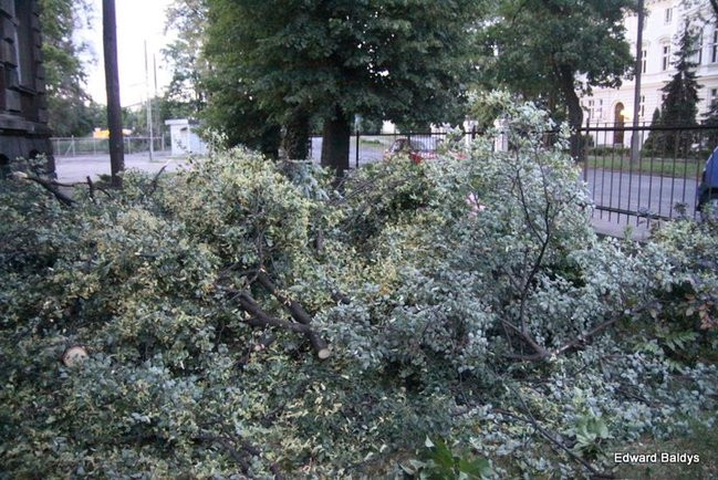 Przy ul. Kasprowicza w Lesznie przewróciło się drzewo (zdjęcia)