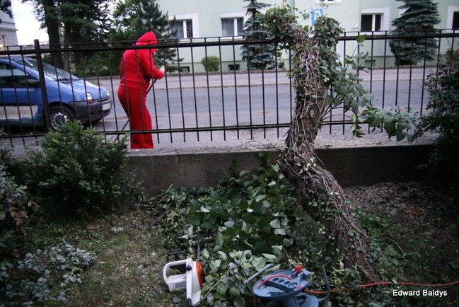 Przy ul. Kasprowicza w Lesznie przewróciło się drzewo (zdjęcia)