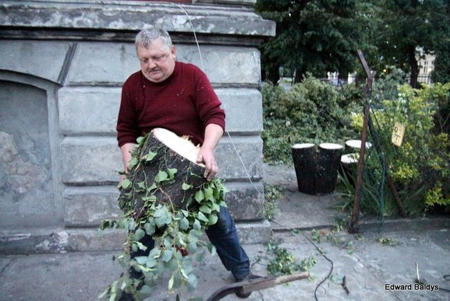 Przy ul. Kasprowicza w Lesznie przewróciło się drzewo (zdjęcia)