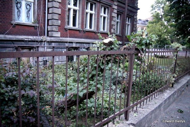 Przy ul. Kasprowicza w Lesznie przewróciło się drzewo (zdjęcia)