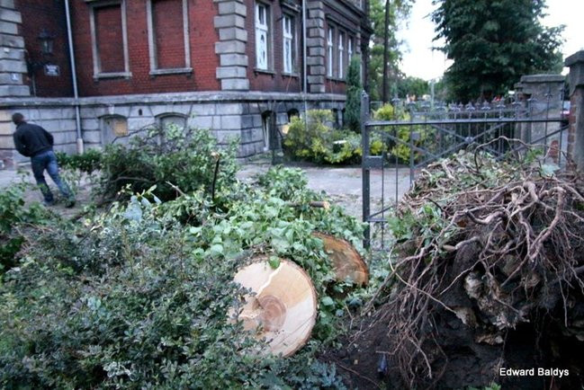 Przy ul. Kasprowicza w Lesznie przewróciło się drzewo (zdjęcia)
