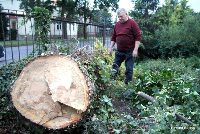Przy ul. Kasprowicza w Lesznie przewróciło się drzewo (zdjęcia)