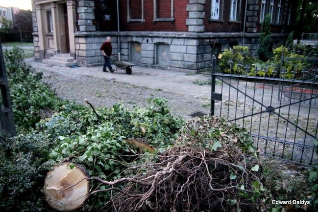 Przy ul. Kasprowicza w Lesznie przewróciło się drzewo (zdjęcia)