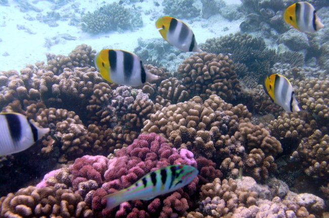 Lewiński w Polinezji (zdjęcia)