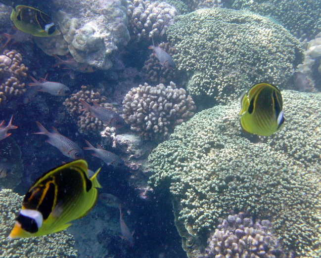 Lewiński w Polinezji (zdjęcia)