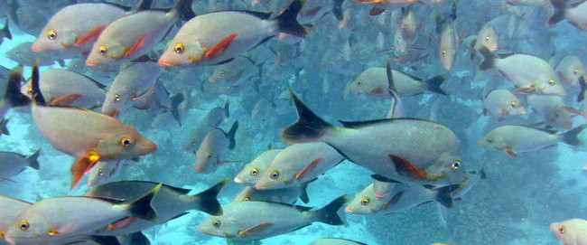 Lewiński w Polinezji (zdjęcia)