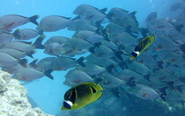 Lewiński w Polinezji (zdjęcia)