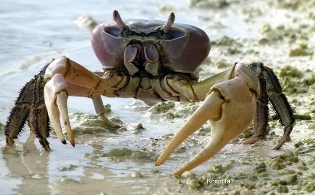 Lewiński w Polinezji (zdjęcia)