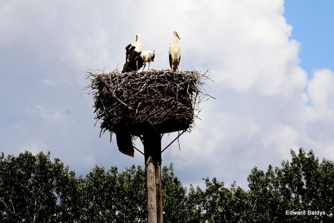 Pogoda dopisała, piknik się udał (dużo zdjęć)