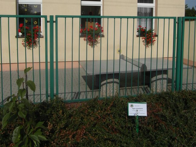 Poznają drzewa i krzewy (zdjęcia)