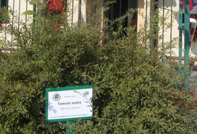 Poznają drzewa i krzewy (zdjęcia)