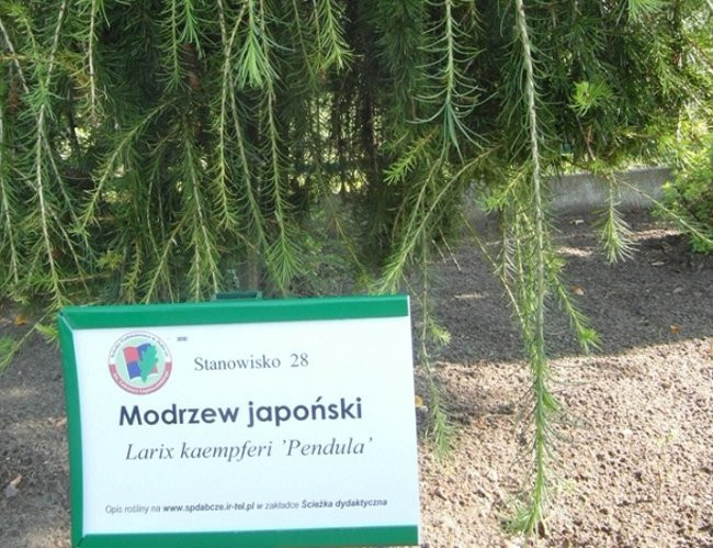 Poznają drzewa i krzewy (zdjęcia)