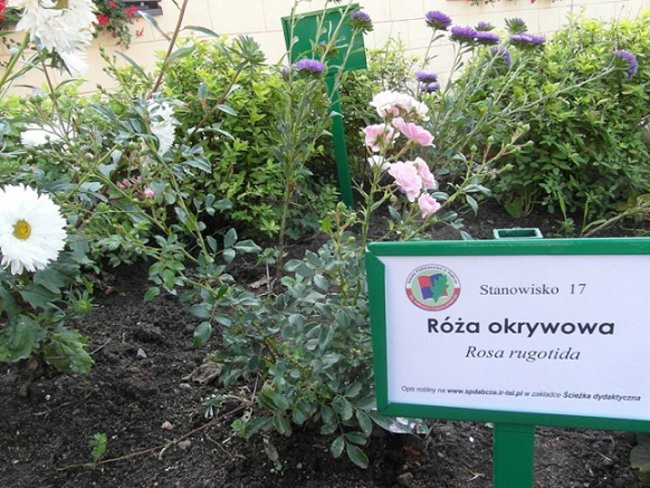 Poznają drzewa i krzewy (zdjęcia)