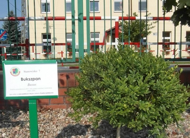 Poznają drzewa i krzewy (zdjęcia)