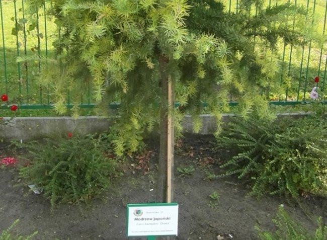 Poznają drzewa i krzewy (zdjęcia)