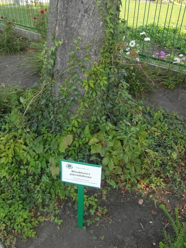 Poznają drzewa i krzewy (zdjęcia)