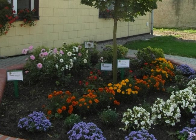 Poznają drzewa i krzewy (zdjęcia)