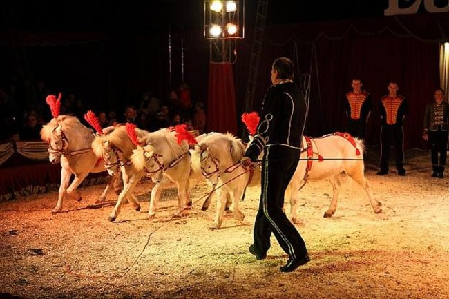 Cyrk przyjedzie do Leszna (zdjęcia)