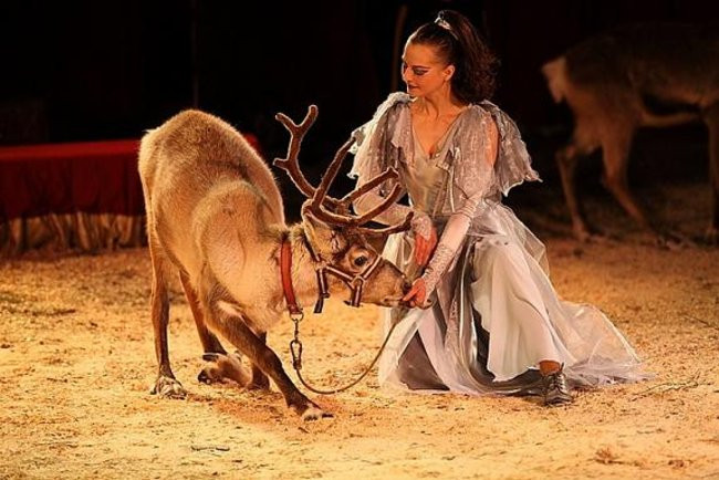 Cyrk przyjedzie do Leszna (zdjęcia)