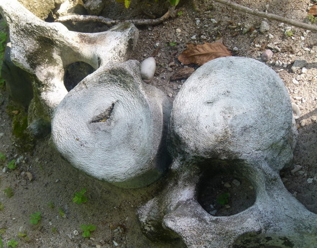 Pozdrowienia z atolu Suworowa (zdjęcia)