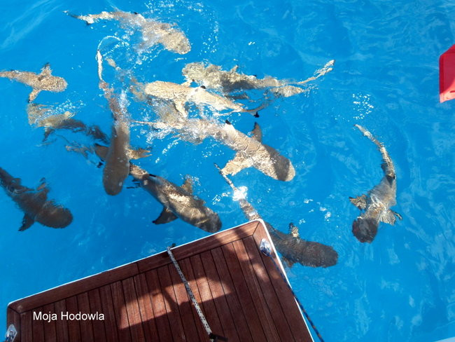 Pozdrowienia z atolu Suworowa (zdjęcia)