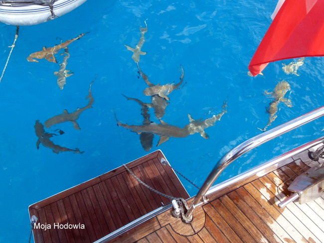 Pozdrowienia z atolu Suworowa (zdjęcia)