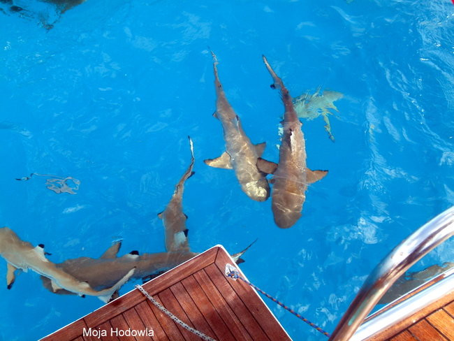 Pozdrowienia z atolu Suworowa (zdjęcia)