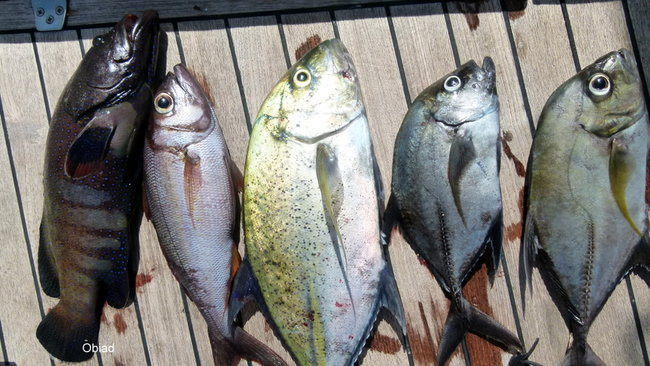 Pozdrowienia z atolu Suworowa (zdjęcia)