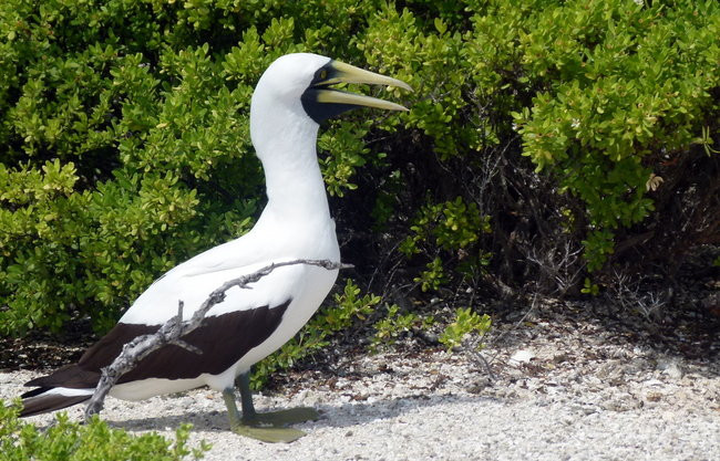 Pozdrowienia z atolu Suworowa (zdjęcia)