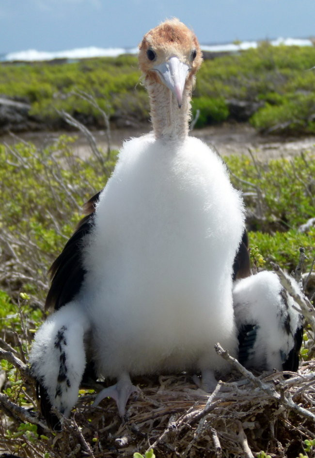 Pozdrowienia z atolu Suworowa (zdjęcia)