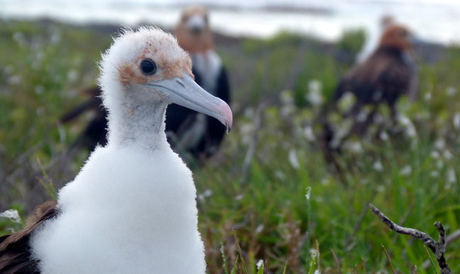 Pozdrowienia z atolu Suworowa (zdjęcia)