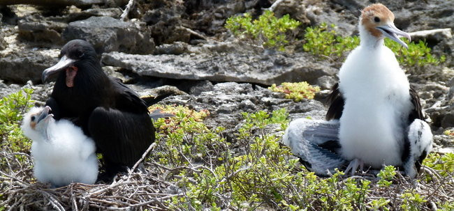 Pozdrowienia z atolu Suworowa (zdjęcia)