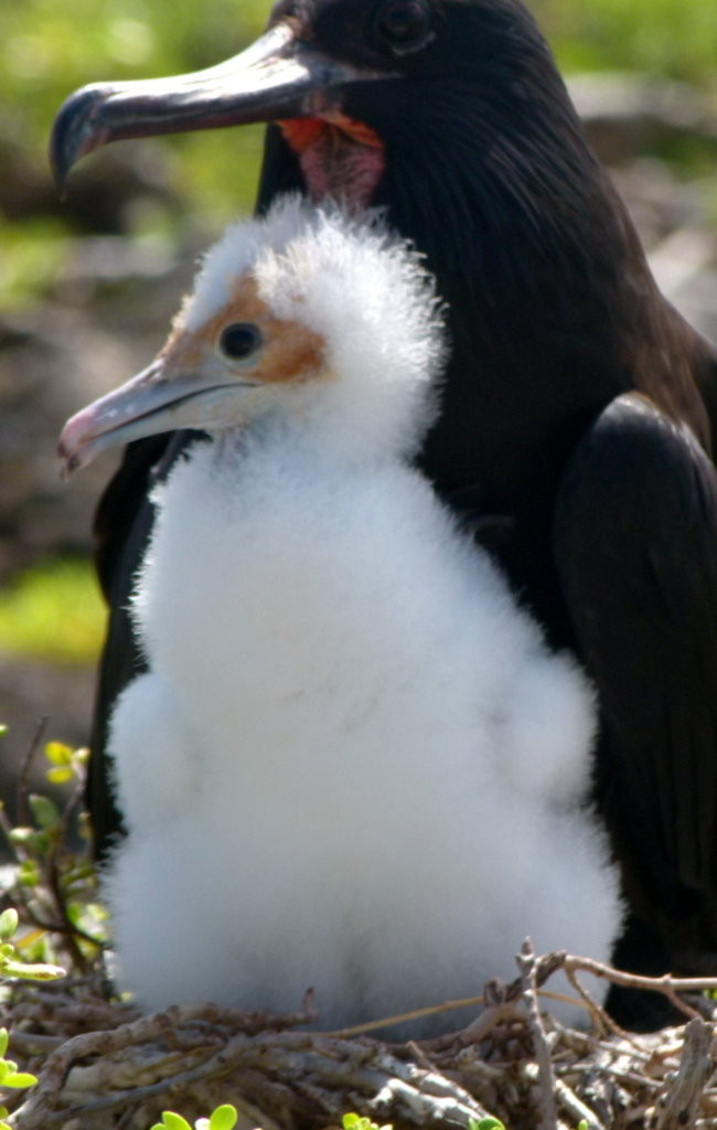 Pozdrowienia z atolu Suworowa (zdjęcia)