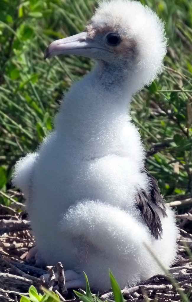 Pozdrowienia z atolu Suworowa (zdjęcia)