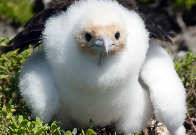 Pozdrowienia z atolu Suworowa (zdjęcia)