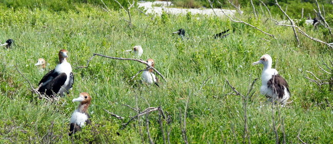 Pozdrowienia z atolu Suworowa (zdjęcia)