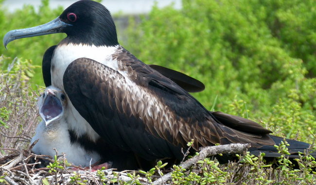 Pozdrowienia z atolu Suworowa (zdjęcia)