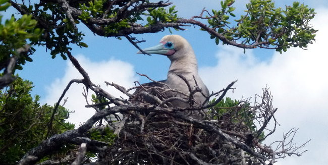 Pozdrowienia z atolu Suworowa (zdjęcia)