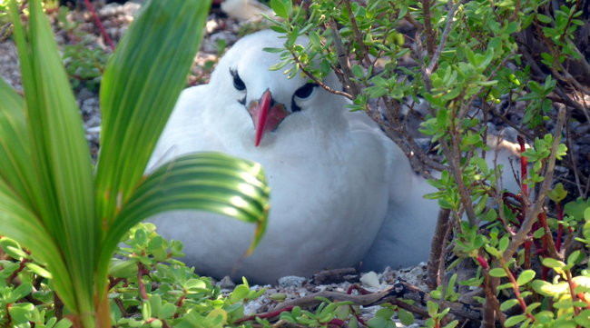 Pozdrowienia z atolu Suworowa (zdjęcia)