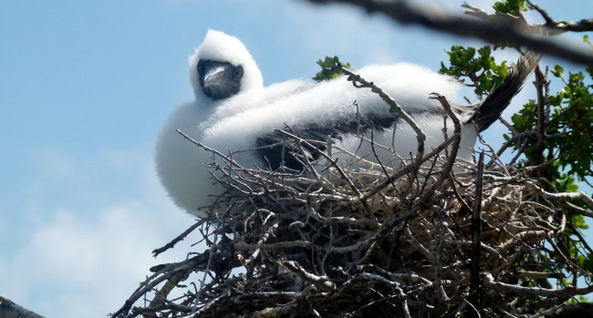 Pozdrowienia z atolu Suworowa (zdjęcia)