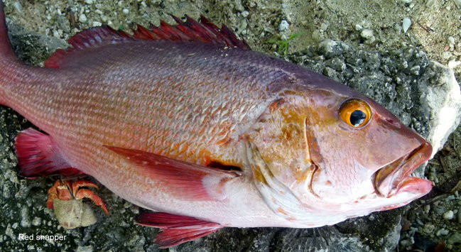 Pozdrowienia z atolu Suworowa (zdjęcia)