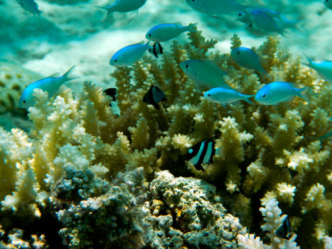 Pozdrowienia z atolu Suworowa (zdjęcia)